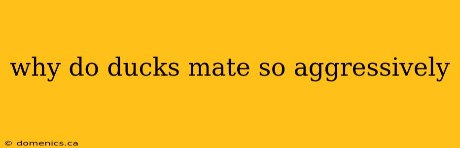 why do ducks mate so aggressively