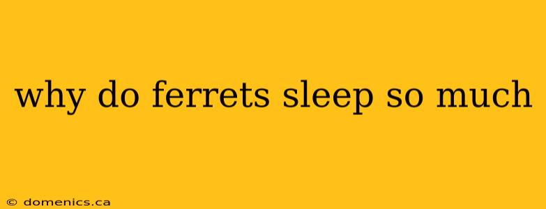 why do ferrets sleep so much