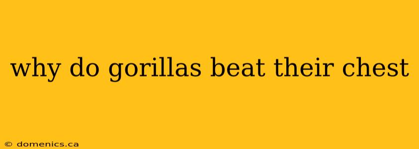 why do gorillas beat their chest