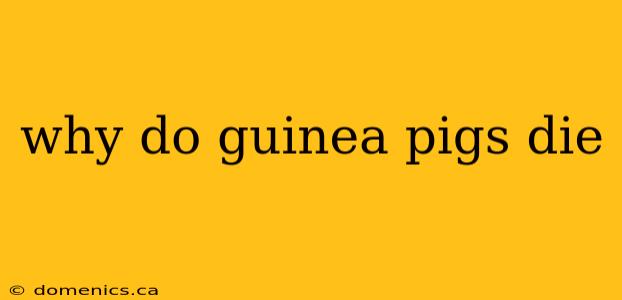 why do guinea pigs die