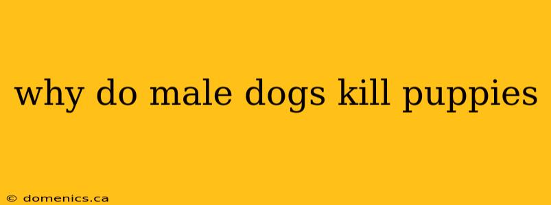 why do male dogs kill puppies