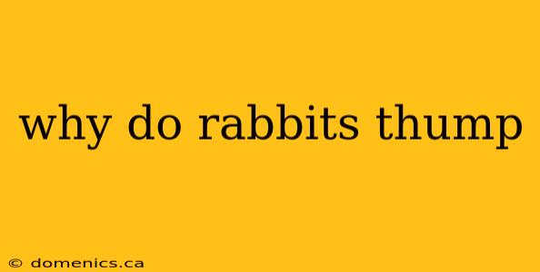 why do rabbits thump