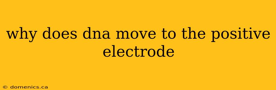 why does dna move to the positive electrode