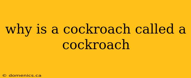 why is a cockroach called a cockroach