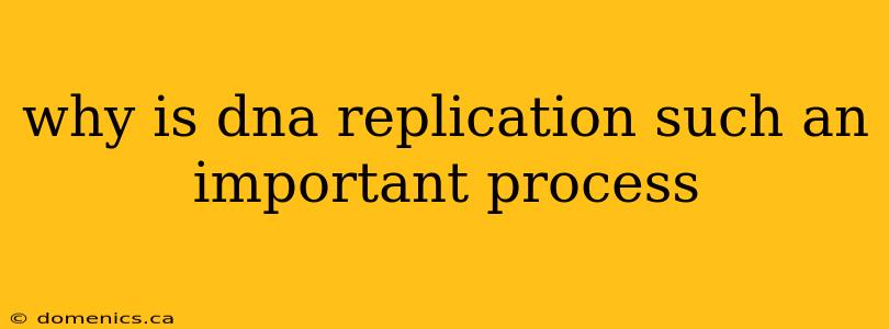 why is dna replication such an important process