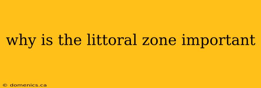 why is the littoral zone important