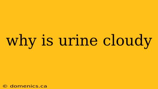 why is urine cloudy