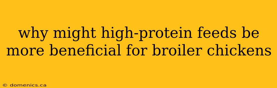 why might high-protein feeds be more beneficial for broiler chickens