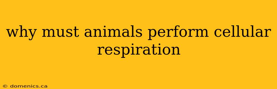 why must animals perform cellular respiration