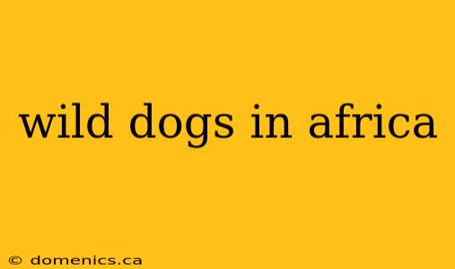 wild dogs in africa