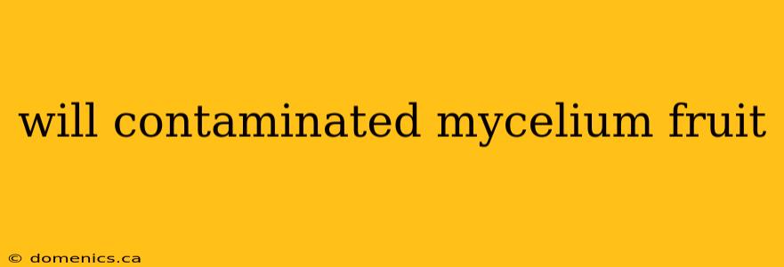 will contaminated mycelium fruit