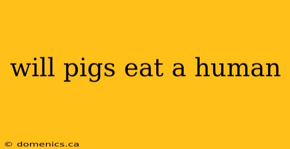 will pigs eat a human