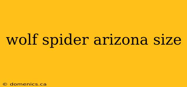 wolf spider arizona size