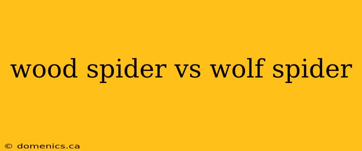 wood spider vs wolf spider