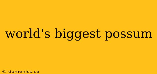 world's biggest possum