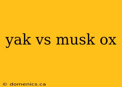 yak vs musk ox