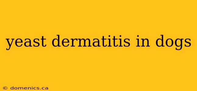 yeast dermatitis in dogs