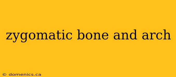 zygomatic bone and arch